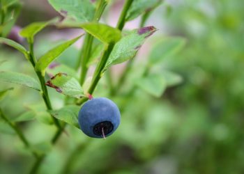 Single ripe blueberry on bush branch.