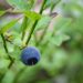 Single ripe blueberry on bush branch.