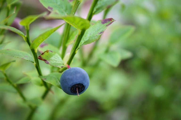 Single ripe blueberry on bush branch.
