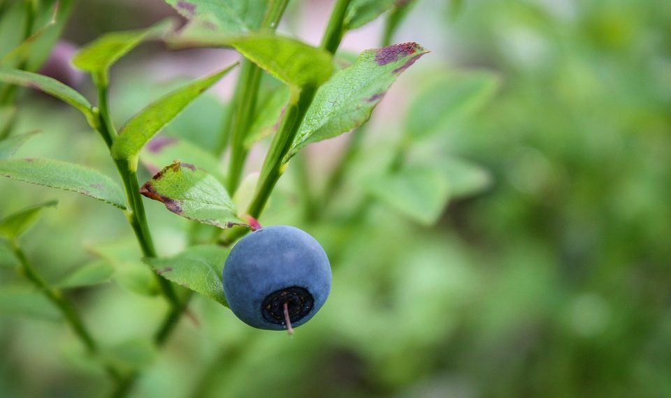 Single ripe blueberry on bush branch.