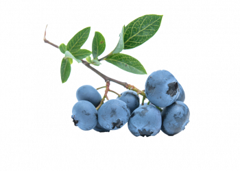 Blueberry branch with ripe berries and green leaves.