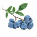 Blueberry branch with ripe berries and green leaves.