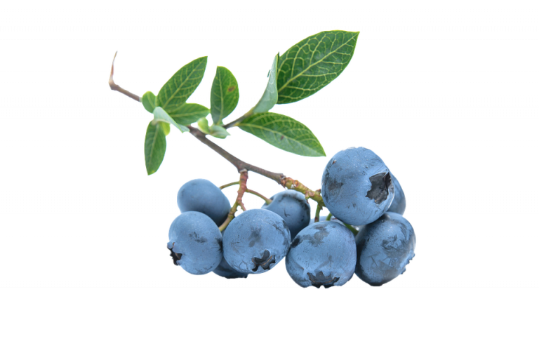 Blueberry branch with ripe berries and green leaves.
