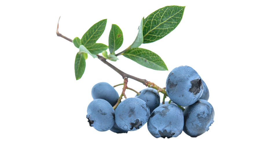 Blueberry branch with ripe berries and green leaves.