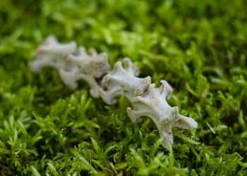 Fossil vertebra on vibrant green moss surface.