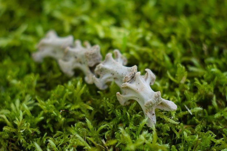 Fossil vertebra on vibrant green moss surface.
