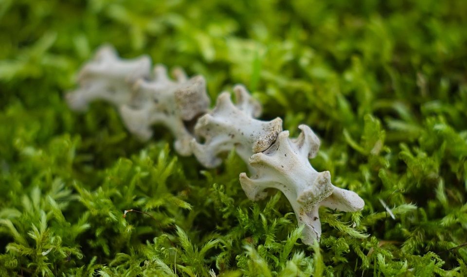 Fossil vertebra on vibrant green moss surface.