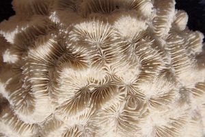 White brain coral texture close-up showcasing intricate patterns.