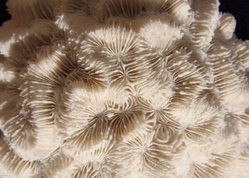 White brain coral texture close-up showcasing intricate patterns.