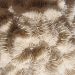 White brain coral texture close-up showcasing intricate patterns.