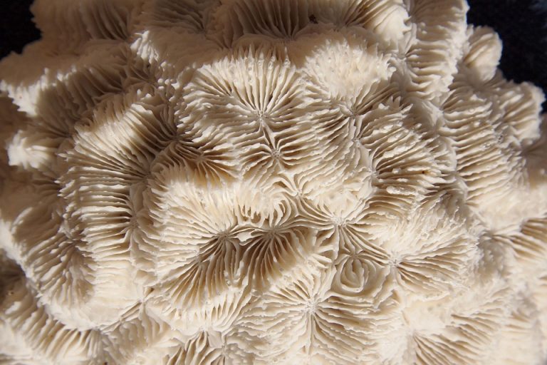 White brain coral texture close-up showcasing intricate patterns.