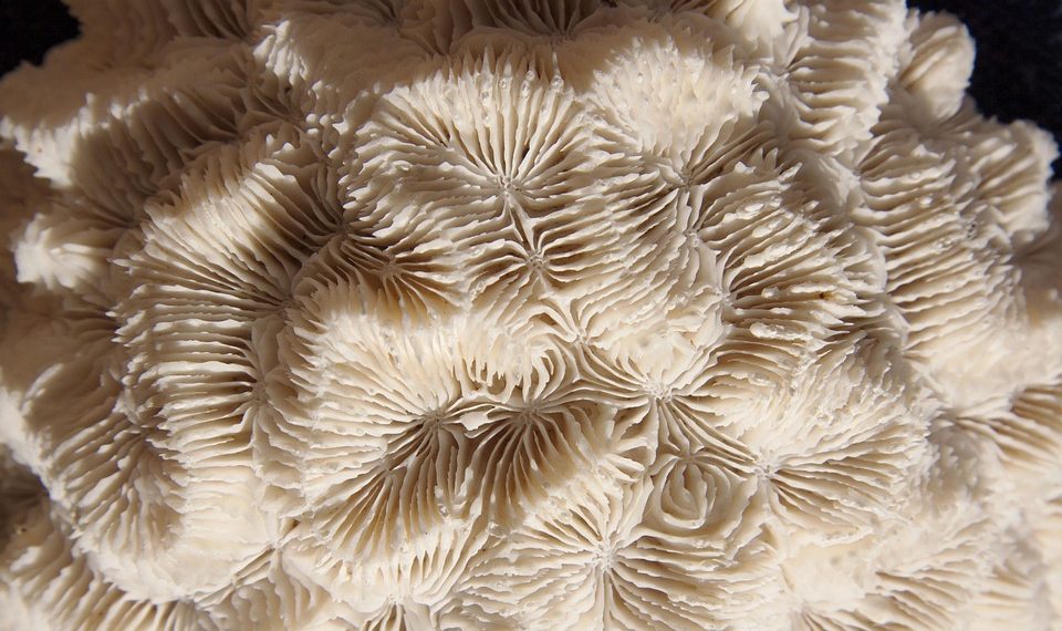 White brain coral texture close-up showcasing intricate patterns.