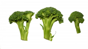 Broccoli florets arranged in a row against a white background.