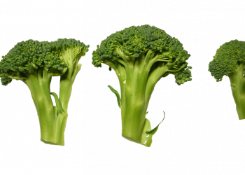 Broccoli florets arranged in a row against a white background.