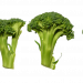 Broccoli florets arranged in a row against a white background.