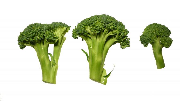 Broccoli florets arranged in a row against a white background.