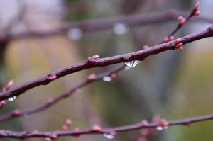 Raindrops hanging from a bare tree branch in early spring.