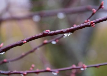 Raindrops hanging from a bare tree branch in early spring.