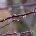 Raindrops hanging from a bare tree branch in early spring.