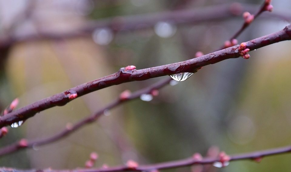 Raindrops hanging from a bare tree branch in early spring.