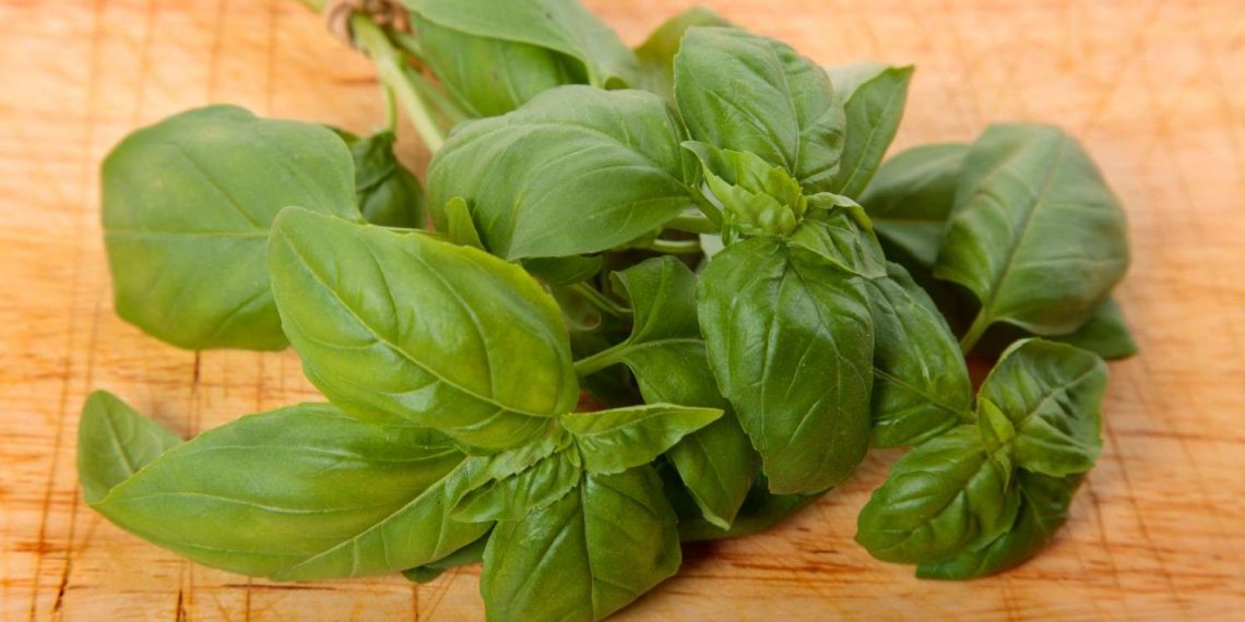 Fresh basil leaves on wooden cutting board