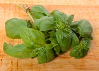 Fresh basil leaves on wooden cutting board