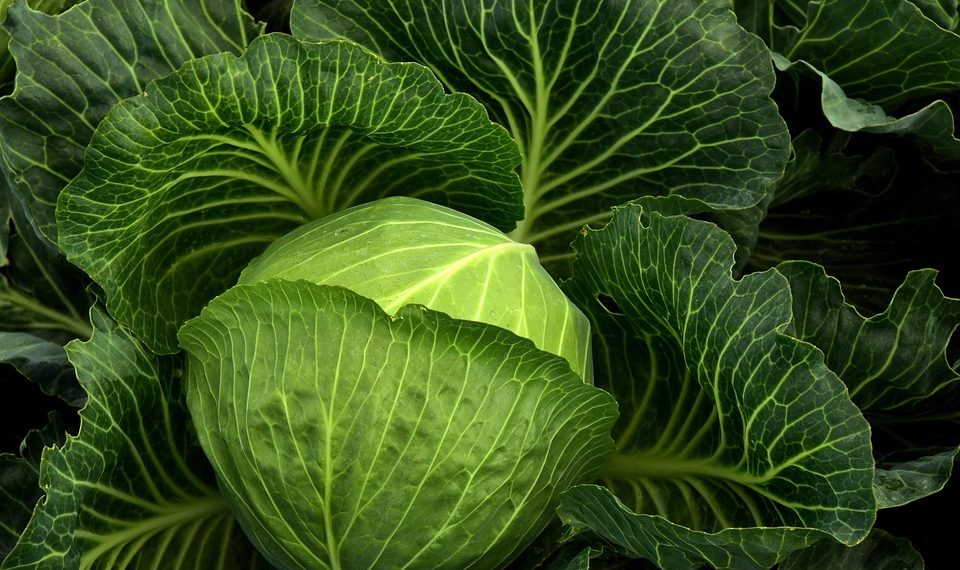 Green cabbage with large, lush leaves in a garden setting.