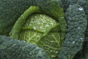 Fresh green cabbage with water droplets on leaves.