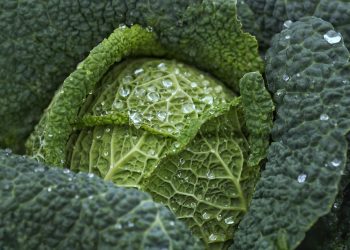 Fresh green cabbage with water droplets on leaves.