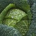 Fresh green cabbage with water droplets on leaves.