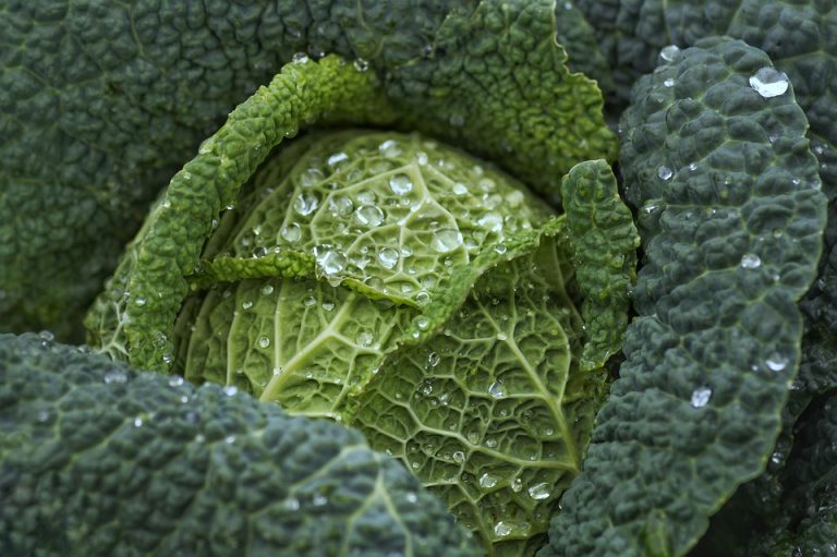 Fresh green cabbage with water droplets on leaves.