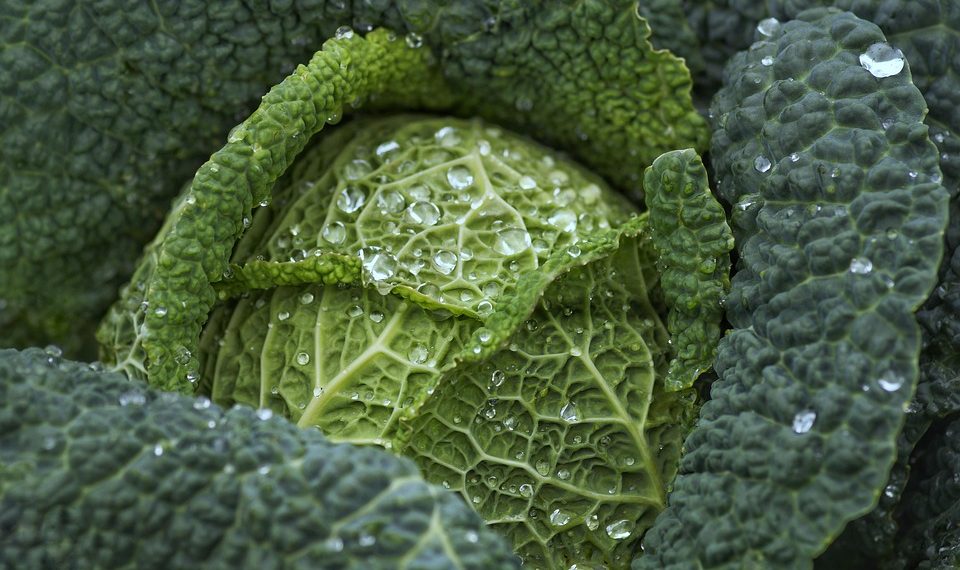 Fresh green cabbage with water droplets on leaves.