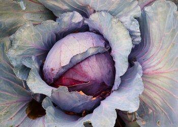 Purple cabbage with layered leaves in a garden.