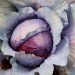 Purple cabbage with layered leaves in a garden.