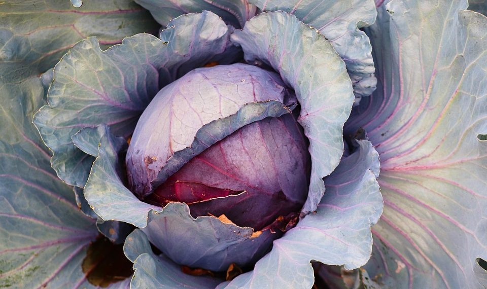 Purple cabbage with layered leaves in a garden.