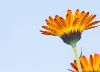 Orange and yellow flower blooming against a clear blue sky.