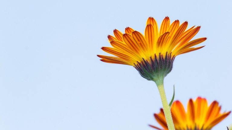 Orange and yellow flower blooming against a clear blue sky.