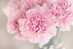 Pink carnations in a glass vase, blooming beautifully.