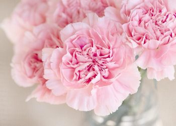 Pink carnations in a glass vase, blooming beautifully.