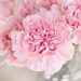 Pink carnations in a glass vase, blooming beautifully.