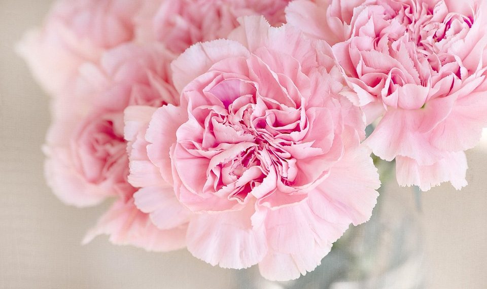 Pink carnations in a glass vase, blooming beautifully.