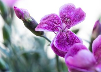 Pink and purple flower bloom close-up in a garden.
