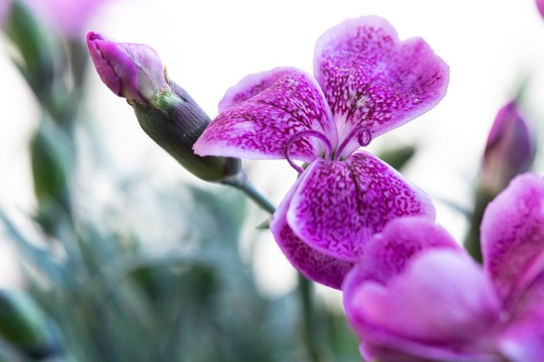 Pink and purple flower bloom close-up in a garden.