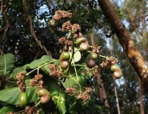 Ripening cashew nuts hang from green foliage.