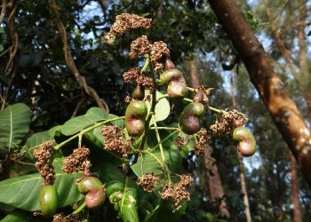 Ripening cashew nuts hang from green foliage.