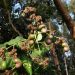 Ripening cashew nuts hang from green foliage.