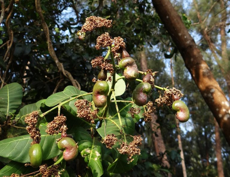 Ripening cashew nuts hang from green foliage.