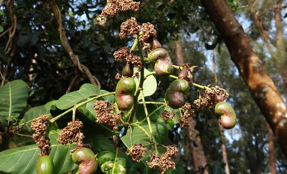 Ripening cashew nuts hang from green foliage.