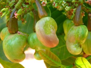 Cashew nuts growing on tree.