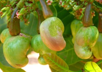 Cashew nuts growing on tree.